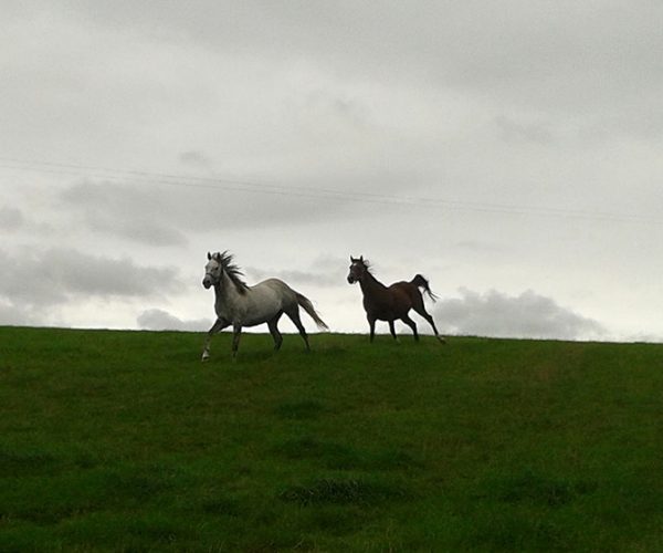 Cliff stud Horses