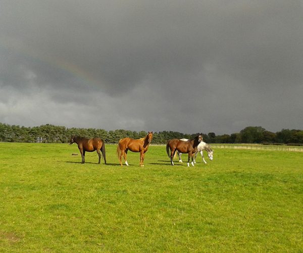Horses in Field